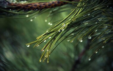 nature pine raindrops drops of water