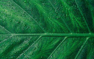 green leaf