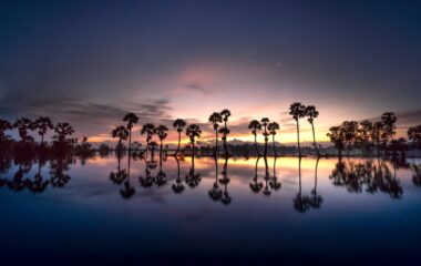 silhouette of trees