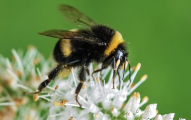 bee bumblebee insect macro