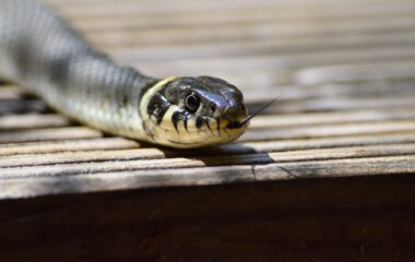 white and gray snake on brown wooden table top