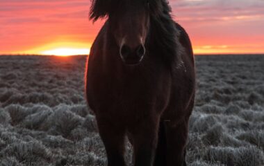 selective focus photography of brown horse