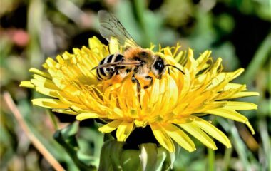 animal beautiful bee bumblebee