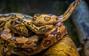 brown python