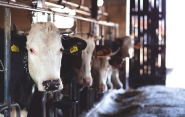 white cow in cattle house