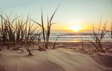 green grass during sunset