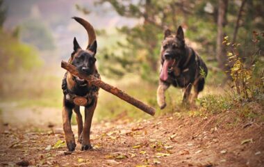 two adult black and tan german shepherds running on ground