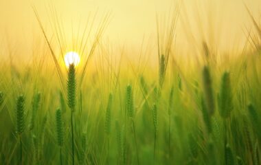 agriculture barley field beautiful close up