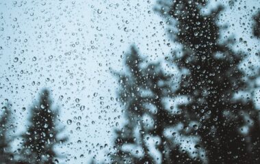 overgrown trees from window with drops in rainy weather