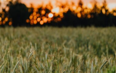 dawn landscape sunset field