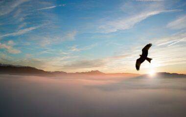 silhouette of bird above clouds