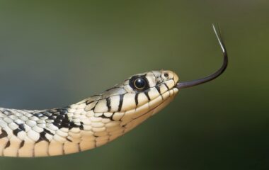 yellow animal dangerous head