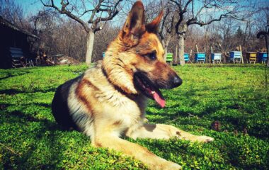 short coated beige and brown dog