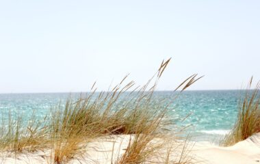 grass beside the sea