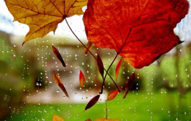 three maple leaves on window