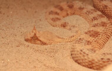 close up photo of a brown sidewinder snake on sand