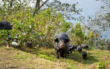 wild boars with cubs in bush